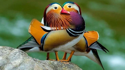 Close-up of the world's most beautiful mandarin ducks of Vietnam