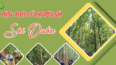 Ancient forest on Sai Duan mountain