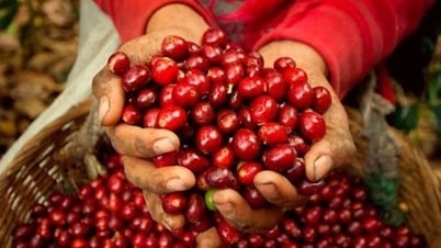 Giá cà phê hôm nay 20/7: Giá cà phê trong nước đang trong giai đoạn cao trào