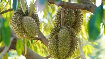 Giá sầu riêng hôm nay 20/7: Sầu Thái, Ri6 có thêm đợt giảm mới