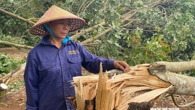 เหงะอาน: ต้นยางพาราหลายร้อยเฮกตาร์ถูกพายุทอร์นาโดพัดหักโค่น