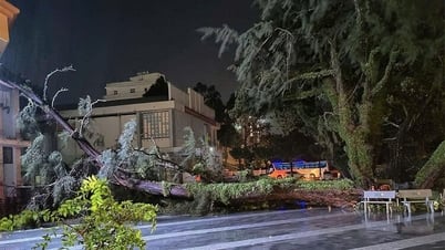 العواصف الرعدية تتسبب في انهيار المنازل وسقوط العديد من الأشجار في المنطقة الاقتصادية الخاصة في فوكوك