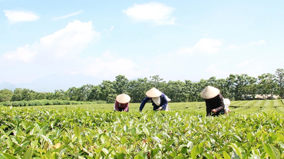Về Yên Sơn nghe hương trà “kể chuyện”