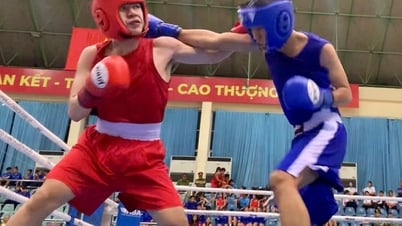 Gần 500 VĐV dự tranh giải Boxing trẻ toàn quốc 2025