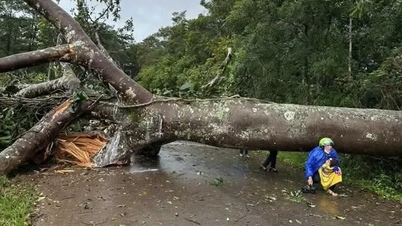 Dông lốc làm đổ hàng loạt cây xanh, nhà dân ở Lâm Đồng