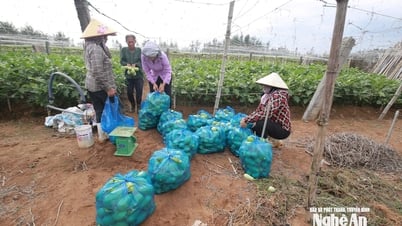 Chạy đua với bão số 3 Wipha, nông dân Nghệ An cấp tập thu hoạch nông sản