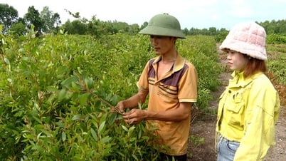 Khởi nghiệp với nghề chưng cất tinh dầu tràm