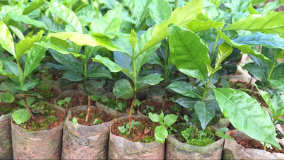 Không nhận hoa, ban tổ chức đại hội xin nhận cây giống để giúp người dân