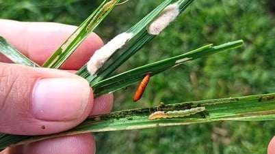 Nông dân Nghệ An dùng drone phun thuốc dập dịch sâu cuốn lá trên diện rộng