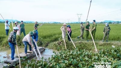 Ứng phó bão số 3, nhiều địa phương của Nghệ An khẩn trương trục vớt bèo tây, đảm bảo tiêu úng kịp thời