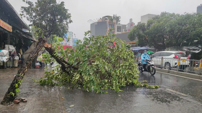 TPHCM: Mưa lớn nhiều cây xanh ngã đổ