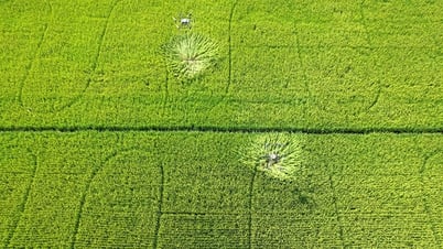 Nông dân ấp Mỹ Phú C “rủ nhau” thực hiện Đề án 1 triệu hecta lúa chất lượng cao