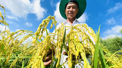 Người Việt đang vẽ lại bản đồ gạo thế giới