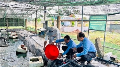 Nuôi cá chạch lấu bằng công nghệ tuần hoàn nước