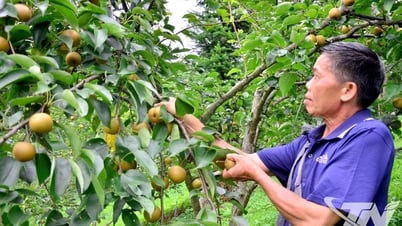 Nâng giá trị cây trồng đặc sản các xã phía Bắc
