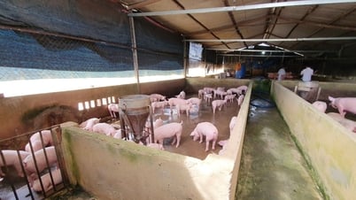 Giá heo hơi hôm nay 20/7: Chốt tuần với mức giảm mạnh nhất tại 3 miền, giá heo có thêm đáy mới
