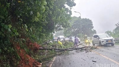 Lâm Đồng: Mưa lớn gió giật mạnh làm nhà dân tốc...