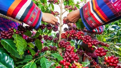 Tin tức, dự báo giá cà phê ngày mai 21/7/2025: Giá cà phê đi ngang hay “đội nóc nhà”?