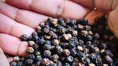 Tin tức, dự báo giá tiêu ngày mai 21/7/202: Sóng yên nhưng bão ngầm trực chờ