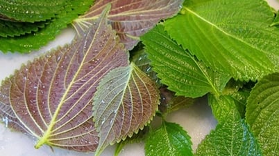 5 loại rau bình dân giúp tăng cường chức năng gan