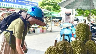 Giá sầu riêng hôm nay 21/7: Sầu Thái tiếp chuỗi tăng, Ri6 vẫn giảm