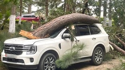 Thông cổ thụ ở Đà Lạt đổ ngã, đè lên ô-tô...