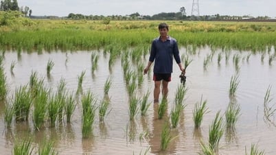 Xã Hưng Thuận: Nông dân lo ngập úng tại cánh đồng Ba Cụm