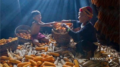 Hạnh phúc mùa vàng