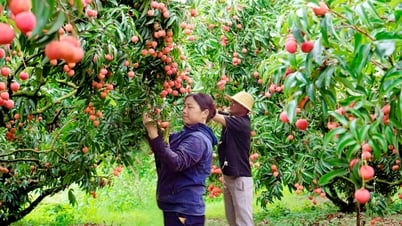 Để vải chín muộn Tân Sơn thêm “ngọt”