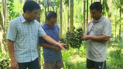 Nông dân miền núi thu hàng trăm triệu đồng mỗi năm từ chuyển đổi trồng cau