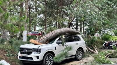 Nhiều ô tô bị cây thông đè bẹp trong mưa gió ở Đà Lạt