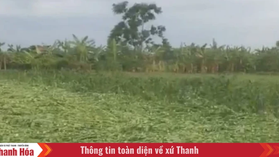 [Cập nhật] - Các địa phương trên địa bàn tỉnh Thanh Hóa gấp rút triển khai công tác ứng phó bão số 3