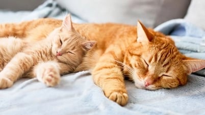 Vì sao hầu hết mèo ngủ nghiêng bên trái?