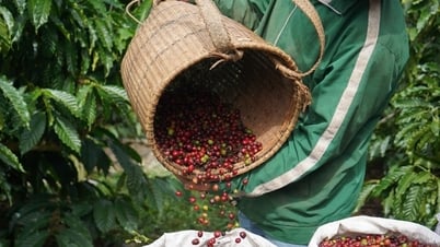 Tin tức, dự báo giá cà phê ngày mai 22/7/2025: Đồng loạt rớt giá do nguồn cung ồ ạt