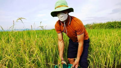 Đẩy mạnh hỗ trợ hợp tác xã nông nghiệp phát triển sản xuất, kinh doanh
