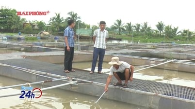 Chủ động bảo vệ cá lồng trước diễn biến bão số 3
