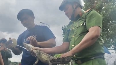 Đã bắt được con cá sấu dưới kênh Nước Đen