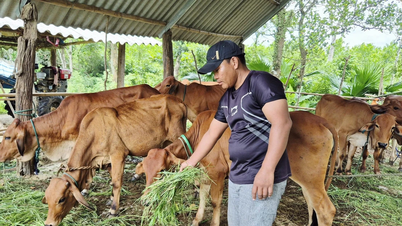 Nuôi bò thâm canh, hướng phát triển kinh tế mới của người dân Ba Lòng