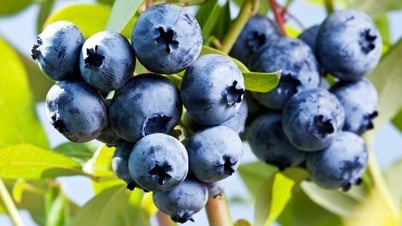 Eating more of this fruit helps you live longer