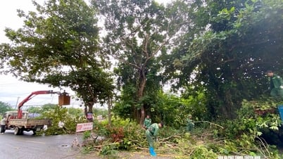 Nghệ An gấp rút cắt tỉa cây xanh chủ động ứng phó với bão số 3