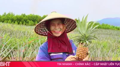 Vùng trồng dứa liên kết cho thu hoạch lứa đầu tiên tại Hà Tĩnh