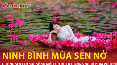 Mùa sen nở rộ thu hút du khách đến với vùng non nước hùng vĩ Ninh Bình