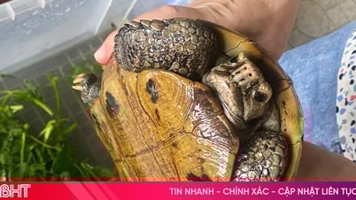 Bàn giao rùa núi vàng để thả về tự nhiên
