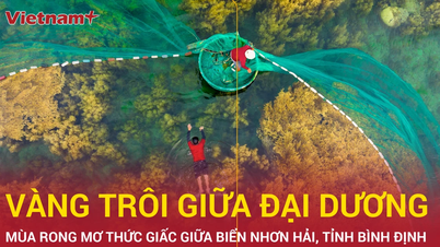 The season of seaweed awakening in the middle of Nhon Hai sea, Binh Dinh tourism attracts visitors