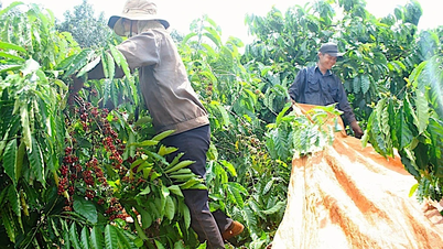 Hôm nay (21-7), giá cà phê tại Gia Lai ở mức 93.800 đồng/kg