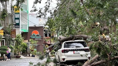 Thông cổ thụ ngã đổ đè ô tô tại phường Xuân Hương - Đà Lạt