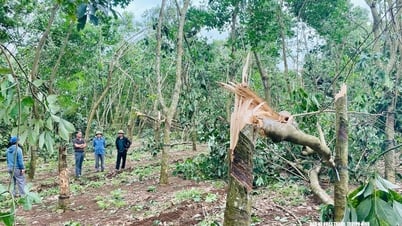 Dù bão số 3 Wipha chưa vào nhưng Nghệ An đã có những thiệt hại đầu tiên: 1 người chết, 4 người bị thương chủ yếu do cây đổ