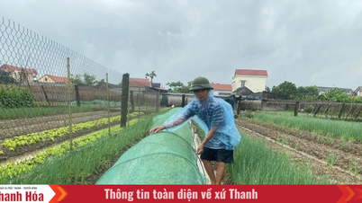 Tập trung bảo vệ cây trồng trước, trong và sau bão số 3