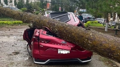 Lâm Đồng: Gió mạnh làm cây đổ la liệt, nhiều ôtô bị hư hỏng