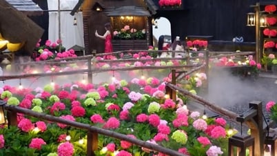 Quán cà phê TPHCM "chơi lớn" phủ đầy hoa cẩm tú cầu, giới trẻ đổ xô sống ảo